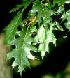 Bright green, shiny red oak leaf close up.