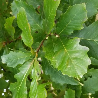 Close up photo of swamp white oak leaves.