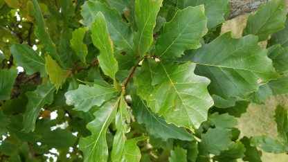 Close up photo of swamp white oak leaves.