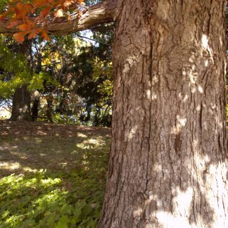 Bark of a white oak tree in the late summer.