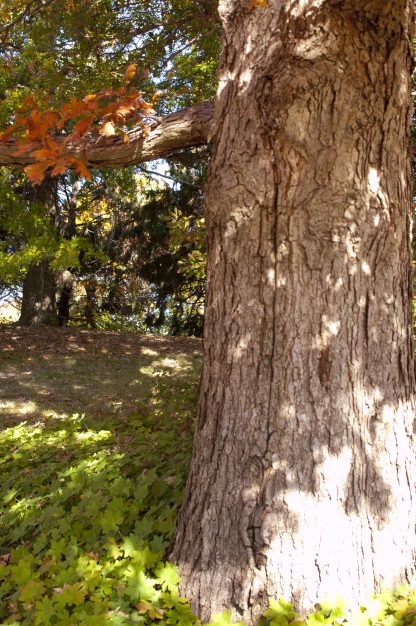 Bark of a white oak tree in the late summer.