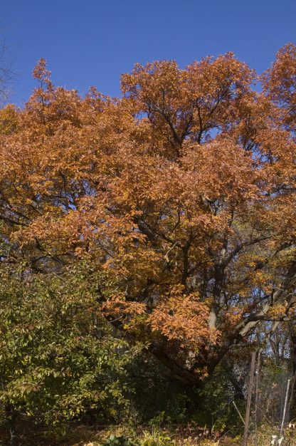 White oak canopy in the fall with full fall copper color.