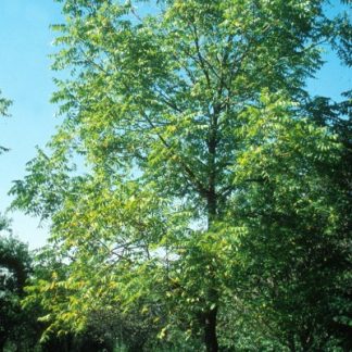 Butternut tree in the summer, surrounded by green grass with a bright blue sky in the background.