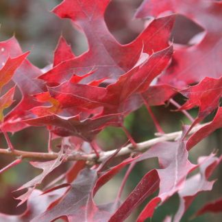 Up close picture of scarlet oak leaves in the fall.