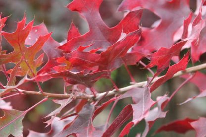 Up close picture of scarlet oak leaves in the fall.