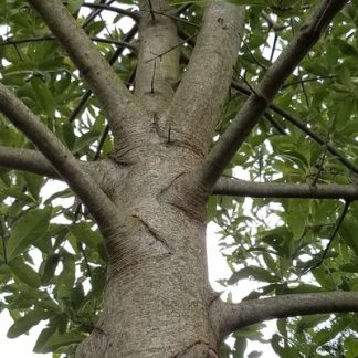 Shingle oak tree trunk looking from the ground up towards the top of tree.