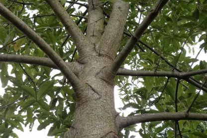 Shingle oak tree trunk looking from the ground up towards the top of tree.