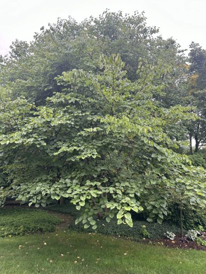 Eastern Redbud Tree