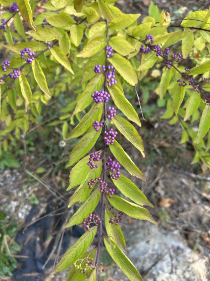 Purple berries on a beautyberry in the fall.