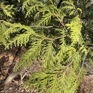 Arborvitae