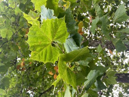 Close up photo of American Sycamore leaves at the Michigan State Arboretum.