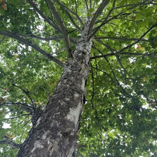 A photo taken from near the mottled trunk of an American Sycamore looking up into the canopy of the tree.