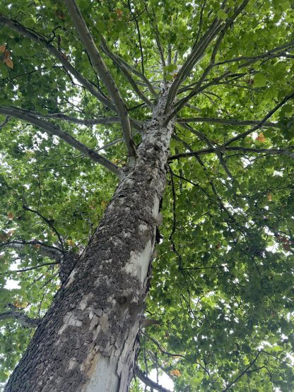 A photo taken from near the mottled trunk of an American Sycamore looking up into the canopy of the tree.