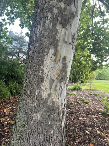 Mottled tan, gray and brown bark on a mature American Sycamore tree.