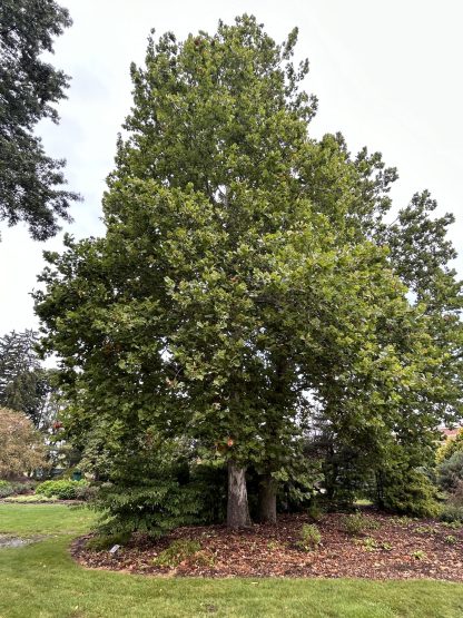 Mature American sycamore tree at the Michigan State University Arboretum. The tree has mulch surrounding the tree and grass growing around the mulch.