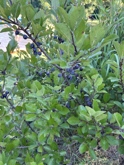 Beach plum shrub on a sunny day with ripe fruit.