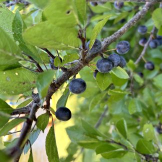 Photo of beach plum fruit on a sunny day with green leaves surroundin the fruit.