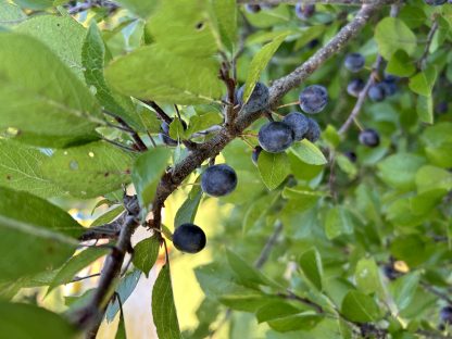 Photo of beach plum fruit on a sunny day with green leaves surroundin the fruit.