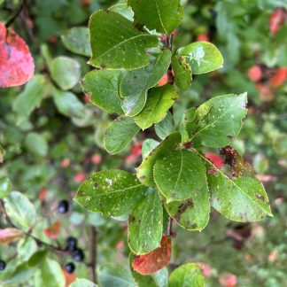 Black chokeberry leaves in late summer. With a few berries in the background.