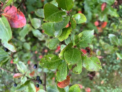 Black chokeberry leaves in late summer. With a few berries in the background.