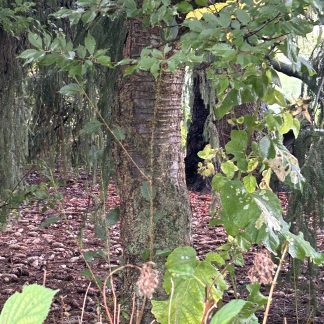 Black cherry tree trunk with leaves in the foreground and a carpet of dried fallen leaves.