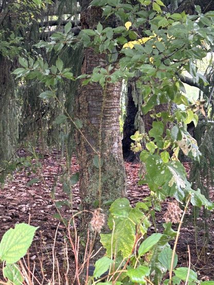 Black cherry tree trunk with leaves in the foreground and a carpet of dried fallen leaves.