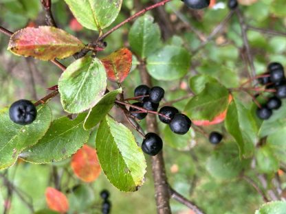 Black chokeberries with a background of leaves that are changing in late August.