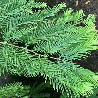 Bright green dawn redwood needles with a dark background.