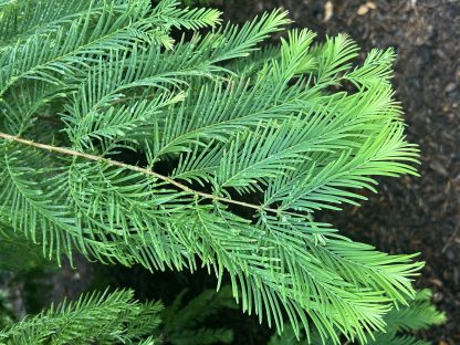 Bright green dawn redwood needles with a dark background.