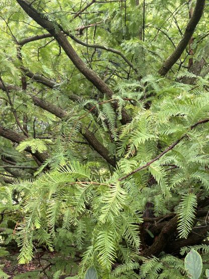 Green dawn redwood needles on dark brown branches.