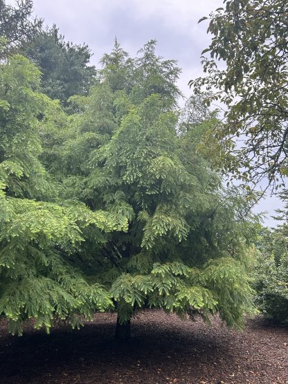 Dawn redwood tree showing the whole crown of the tree. With a light blue sky in the background.
