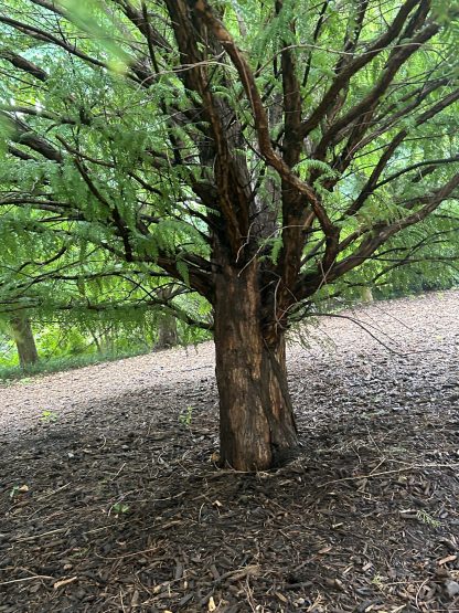 Dawn redwood tree trunk with bare ground underneath the tree. There are green trees in the background.