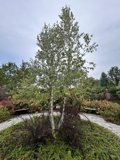 Clump of two paper birch trees surrounded by landscaping at the Michigan State arboretum.