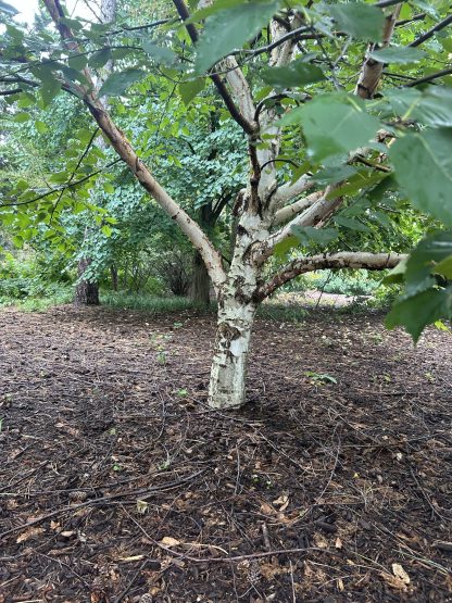 A single paper birch tree trunk surrounded by mulch.