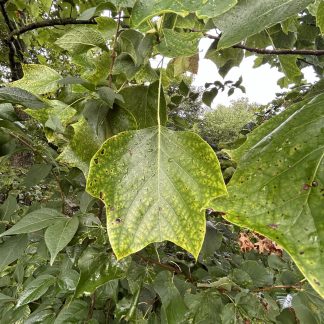 An up-close photo of a tulip poplar leaf in August.