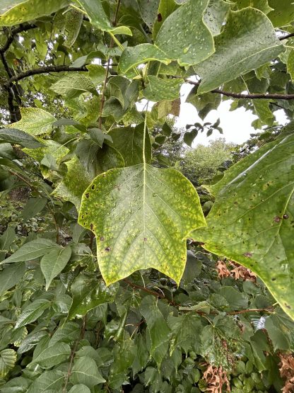 An up-close photo of a tulip poplar leaf in August.