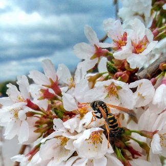 Flowering