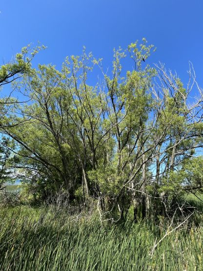 Clump of black willow just off the shoreline of Lake Huron in Cheboygan, MIchigan. It is surrounded by wetlands with cattails.