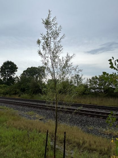 Young black willow next to with train tracks in the background.