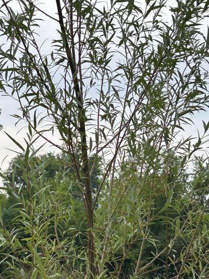 Young black willow next to the train tracks at the Michigan State Arboretum.