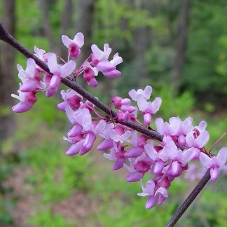 A close-up photo of the purplish-pink flowers of the eastern redbud tree.