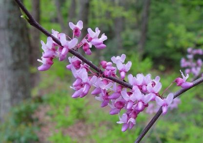 A close-up photo of the purplish-pink flowers of the eastern redbud tree.