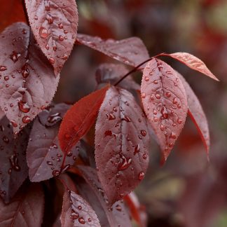 Burgandy leaves of a Thundercould plum with droplets of water.