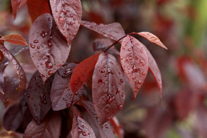 Burgandy leaves of a Thundercould plum with droplets of water.