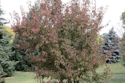 Amur maple tree with foliage surrounded by a grassy lawn with evergreen trees behind.
