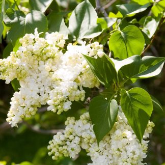 Sunlit double white blooms of the Mme Lemoine lilac with a background of green leaves.