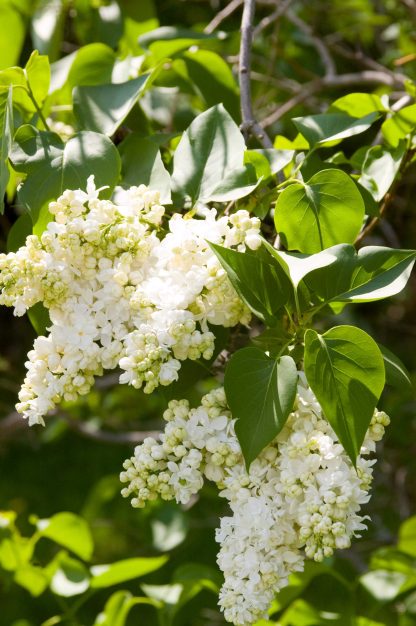 Sunlit double white blooms of the Mme Lemoine lilac with a background of green leaves.