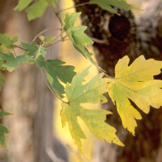 Close up photo of yellow/green hedge maple leaves. The trunk of the tree is blurred in the background.