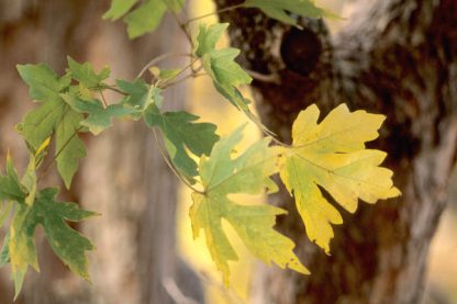 Close up photo of yellow/green hedge maple leaves. The trunk of the tree is blurred in the background.