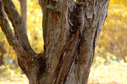 A hedgel maple trunk with a side branch going left and up. The background is lit with sunlight and yellow leaves.